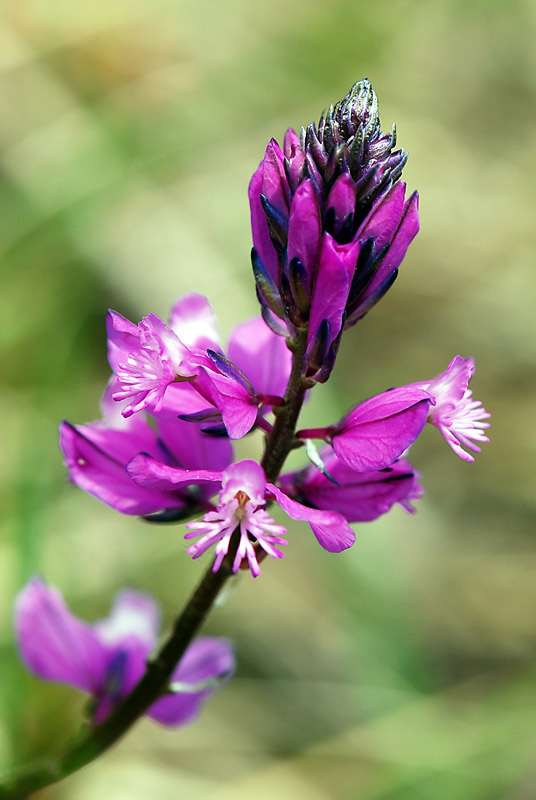 Polygala sp.